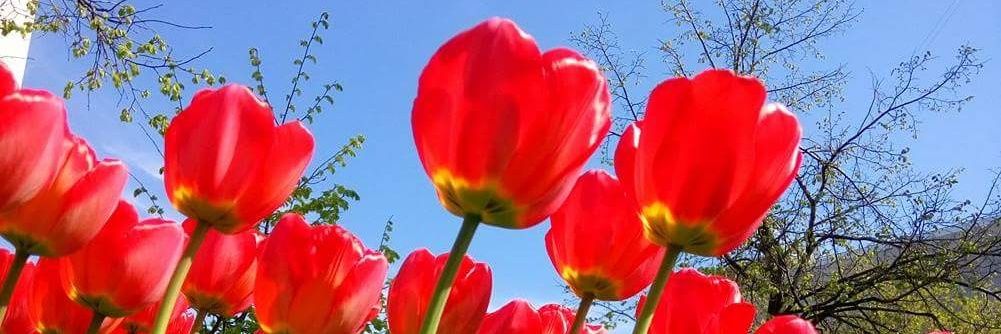 maria_lebed's profile banner image
