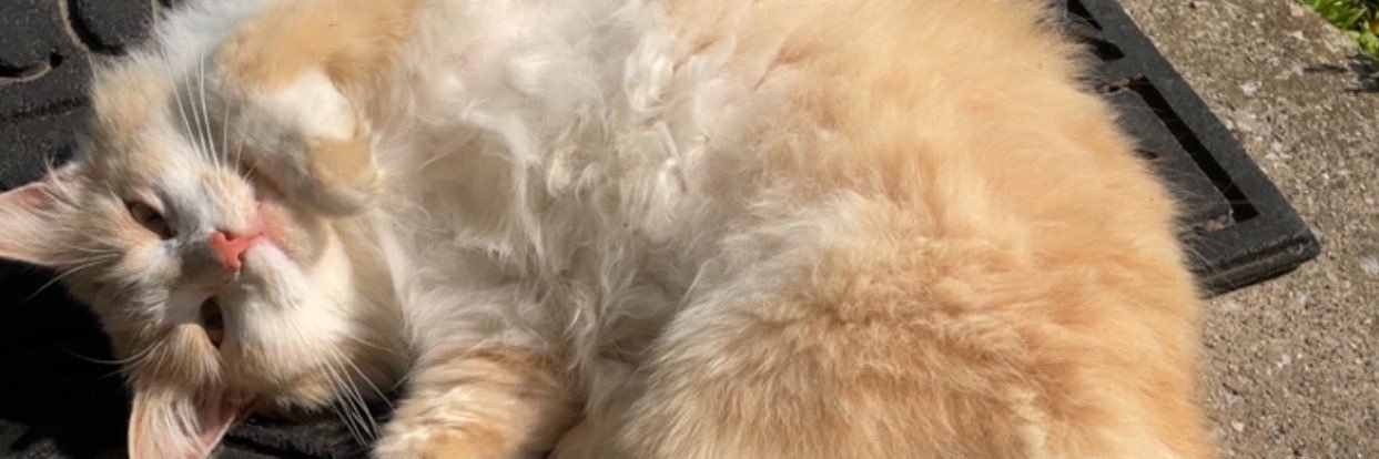 raesgrace's profile banner image