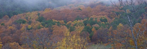 ForEco_Lab Profile Banner