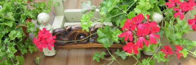 GardenCuriosity's profile banner image