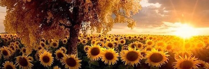 ozlem_gencer's profile banner image