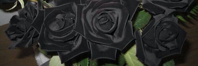 SweeneyCR's profile banner image