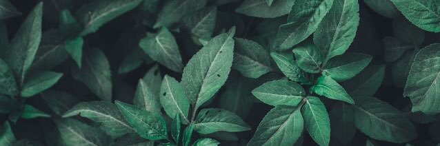 aceaceace_'s profile banner image