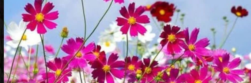 VS_Malathi's profile banner image