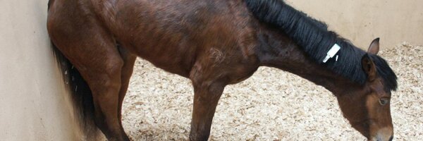 GrassSickness Profile Banner