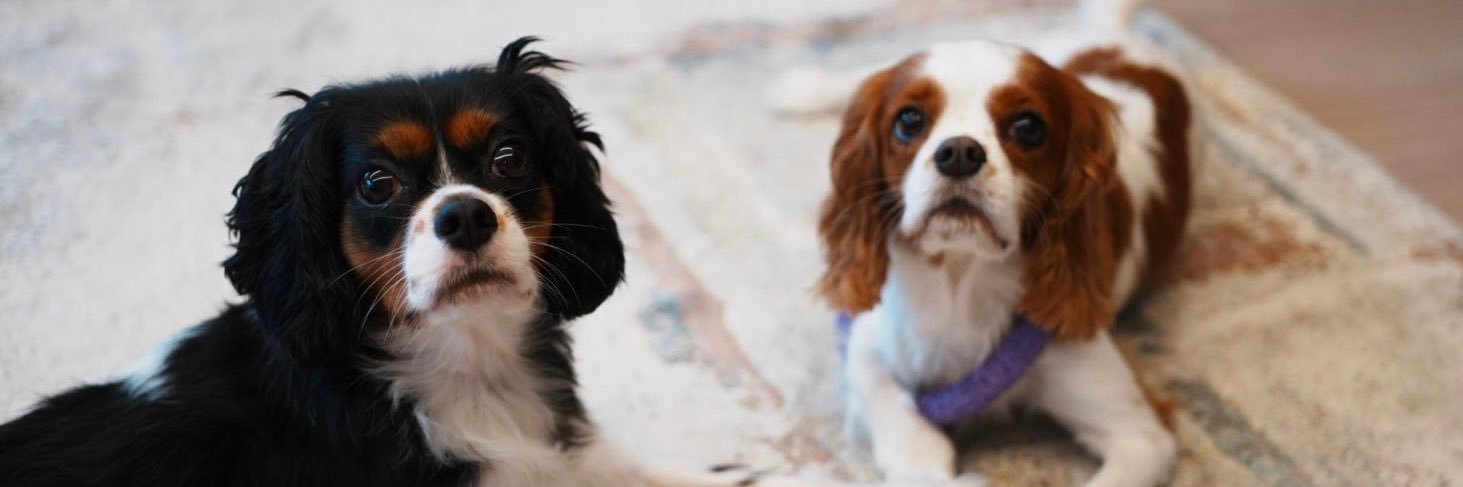 星 奈津美 Natsumi Hoshi banner