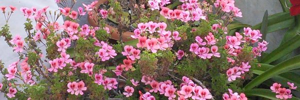 lolidealbacete Profile Banner