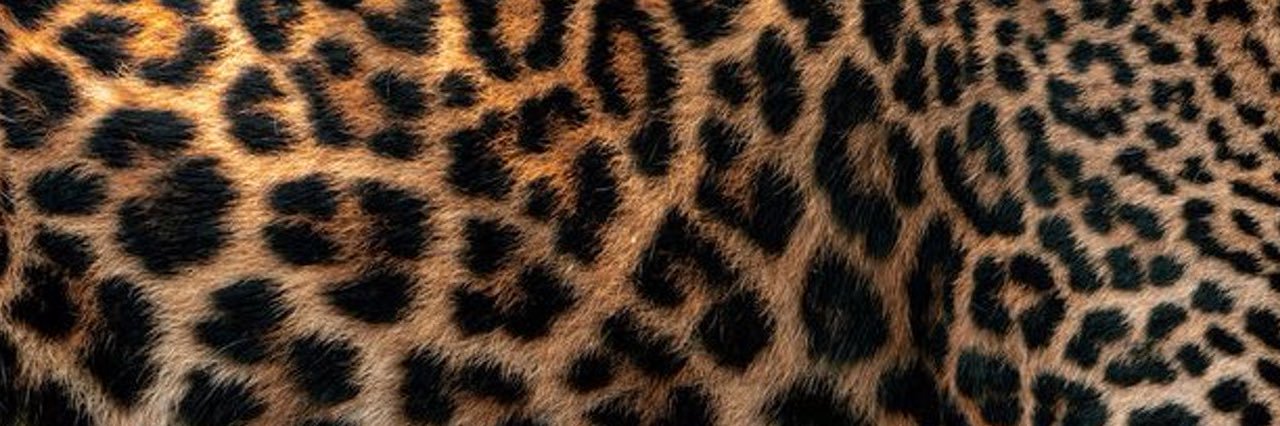 lexvsmith's profile banner image