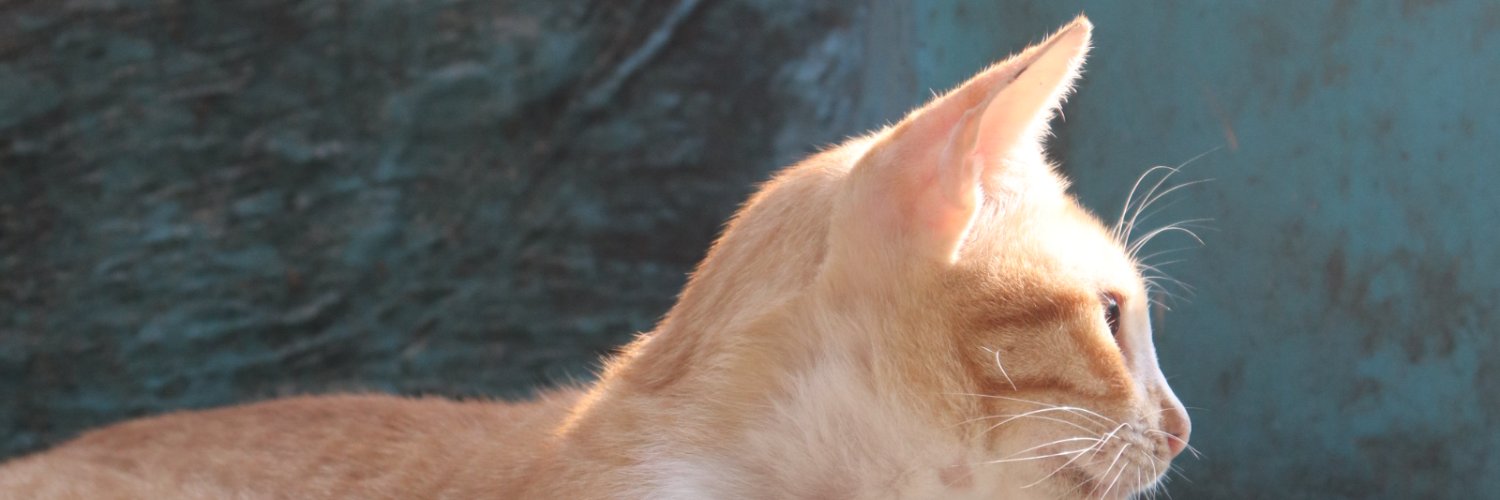 soysabda's profile banner image