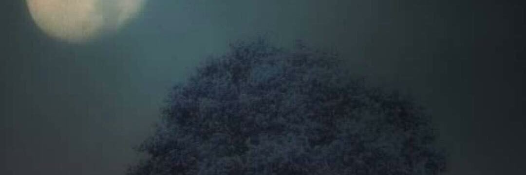 Jamalcany's profile banner image