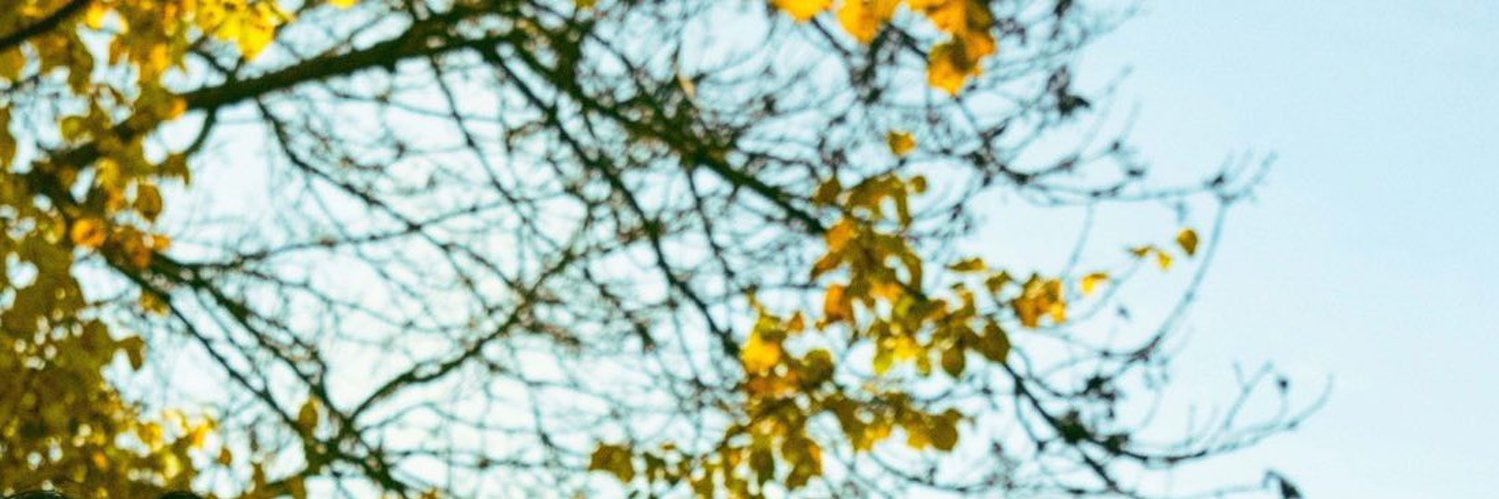 kimvantepearl's profile banner image