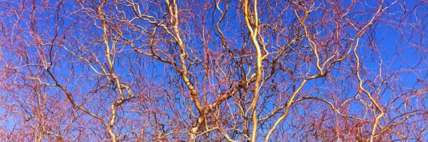 HeloiseDufour Profile Banner