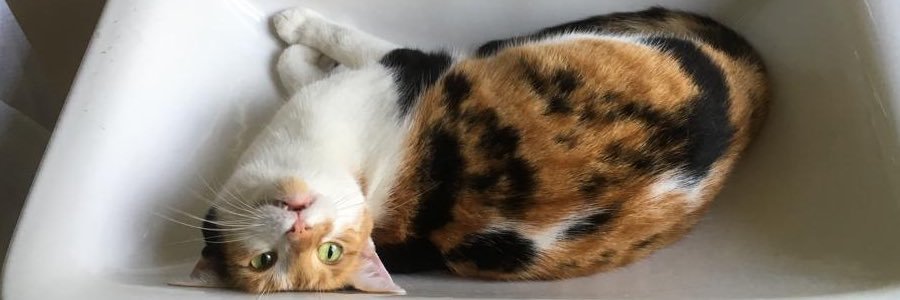 bekksmitlinks's profile banner image