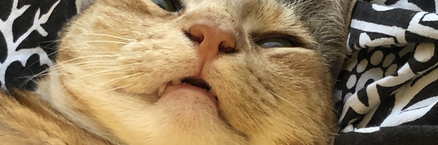 kaylairock's profile banner image