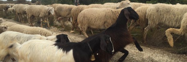 RobertaMarilli Profile Banner