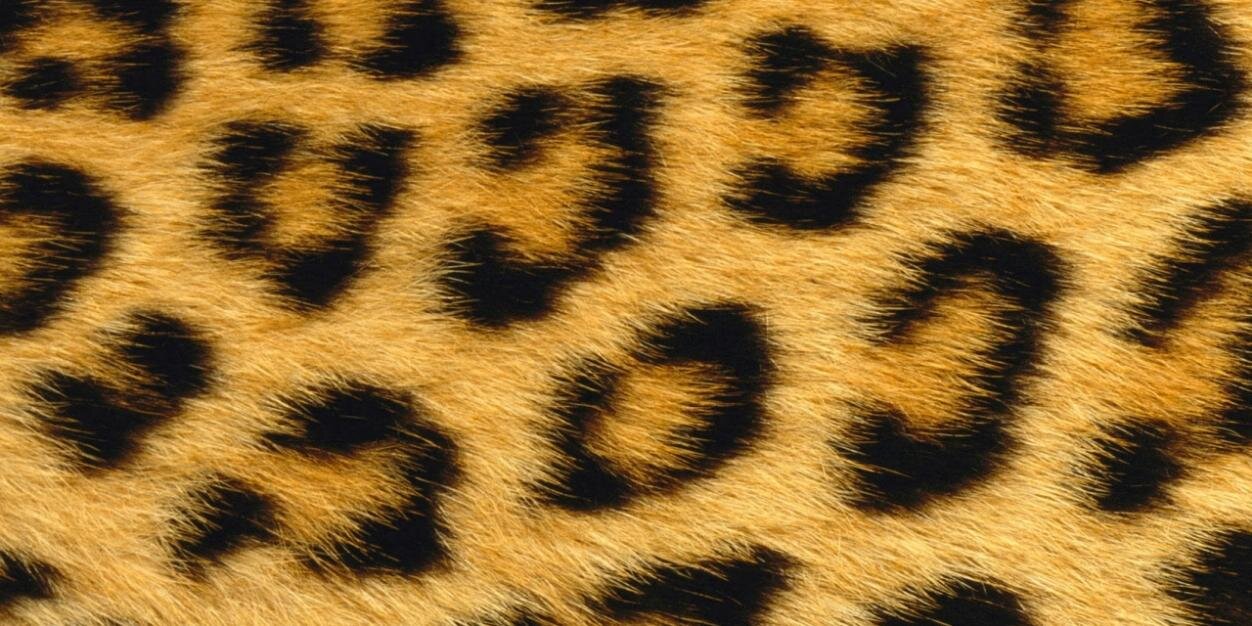 SandraTormoSaez's profile banner image