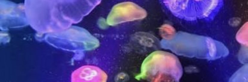 jellyfish_drop's profile banner image