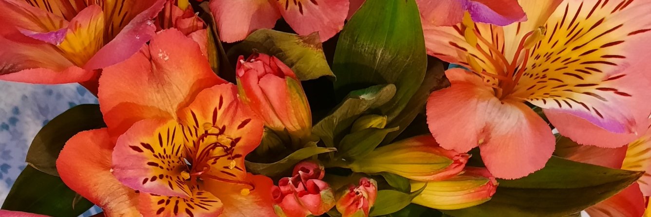LappTaina's profile banner image