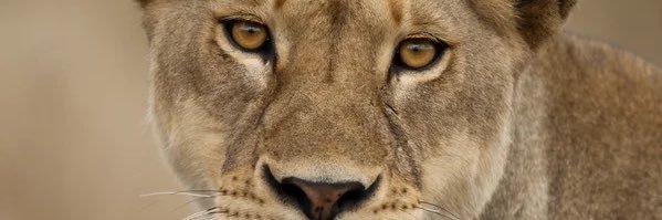 SweetAzcona's profile banner image