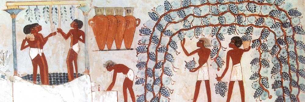 Wine Culture Cornell banner