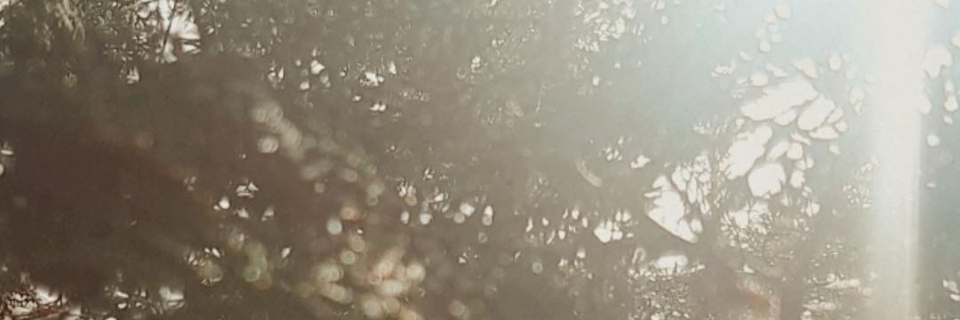 sesftr's profile banner image