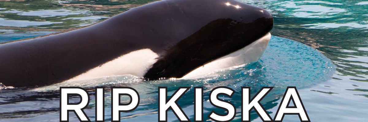 KISKA 🐳 banner