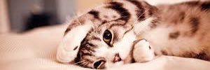 DellaFoorCat's profile banner image
