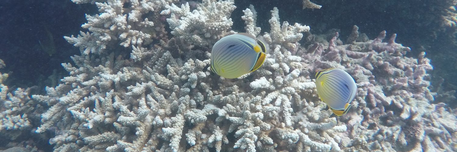 reef_guardians's profile banner image