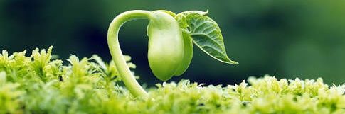 herbalmasterid's profile banner image