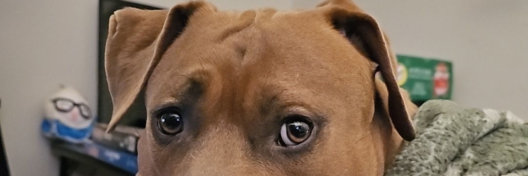 TheMainZayne's profile banner image