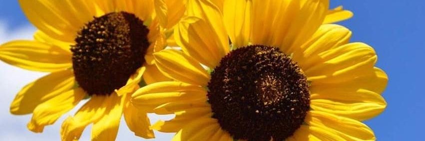 AlineLs9's profile banner image