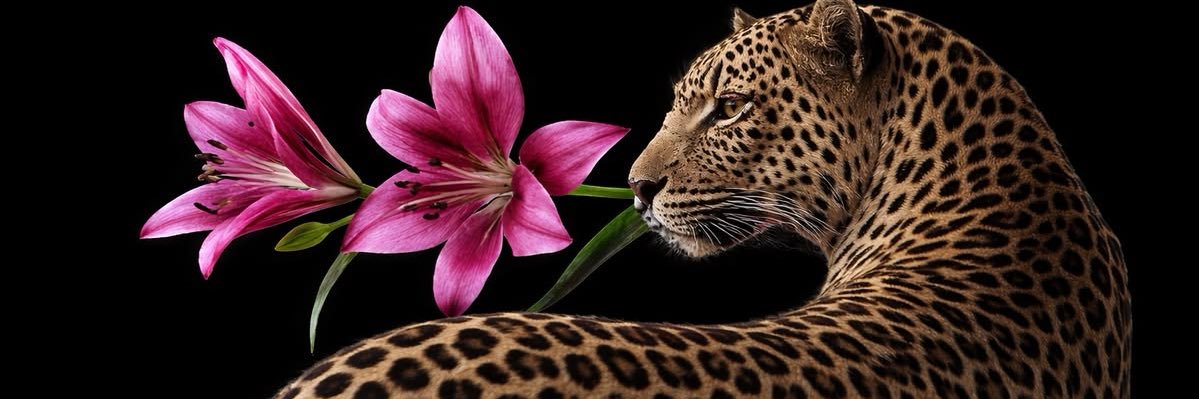 rochaAle8's profile banner image