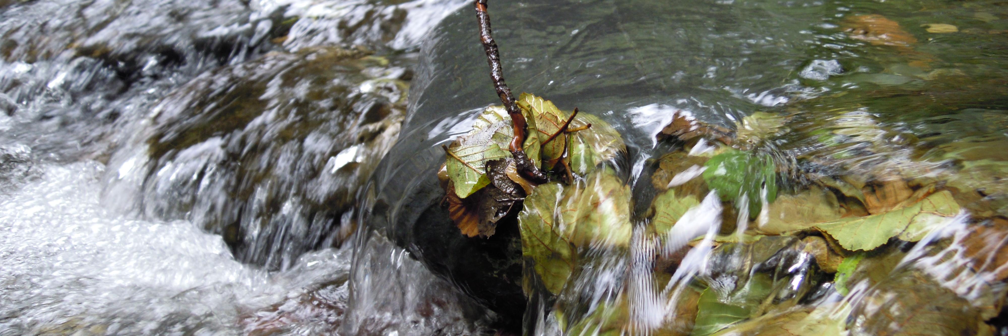 Anna Lenhardt (she/her) banner