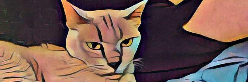 MArGoTIcKA's profile banner image