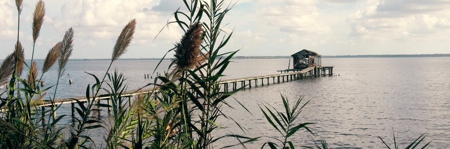 juno_foxtrot's profile banner image
