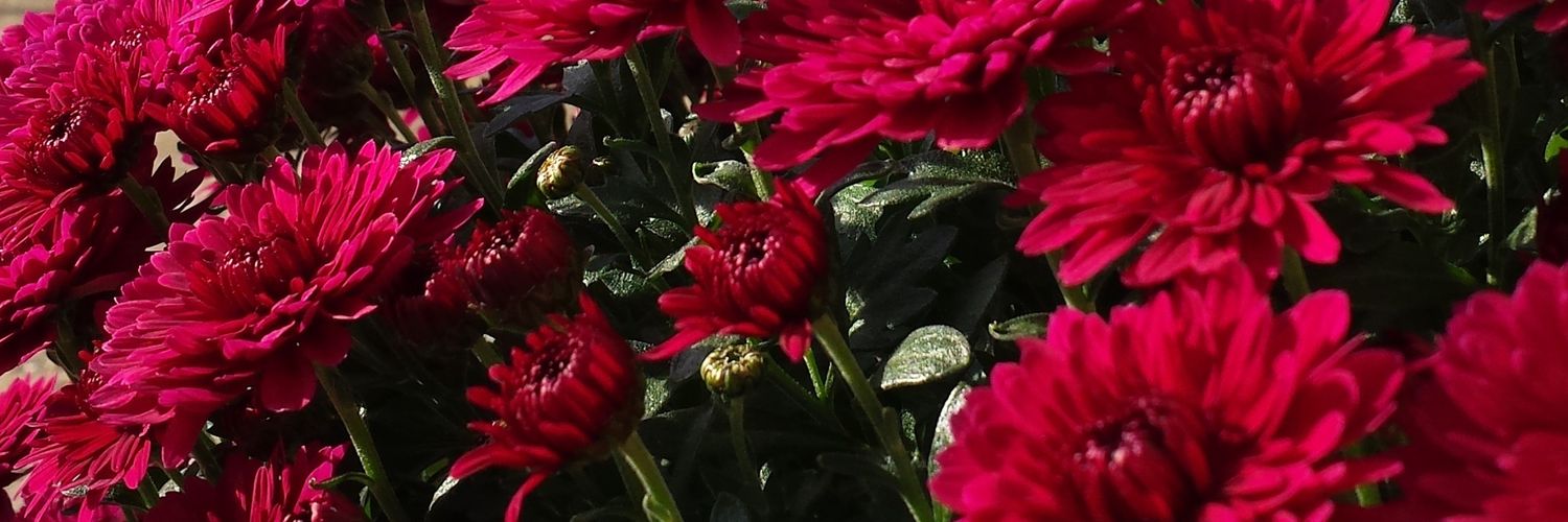 BillisValentine's profile banner image