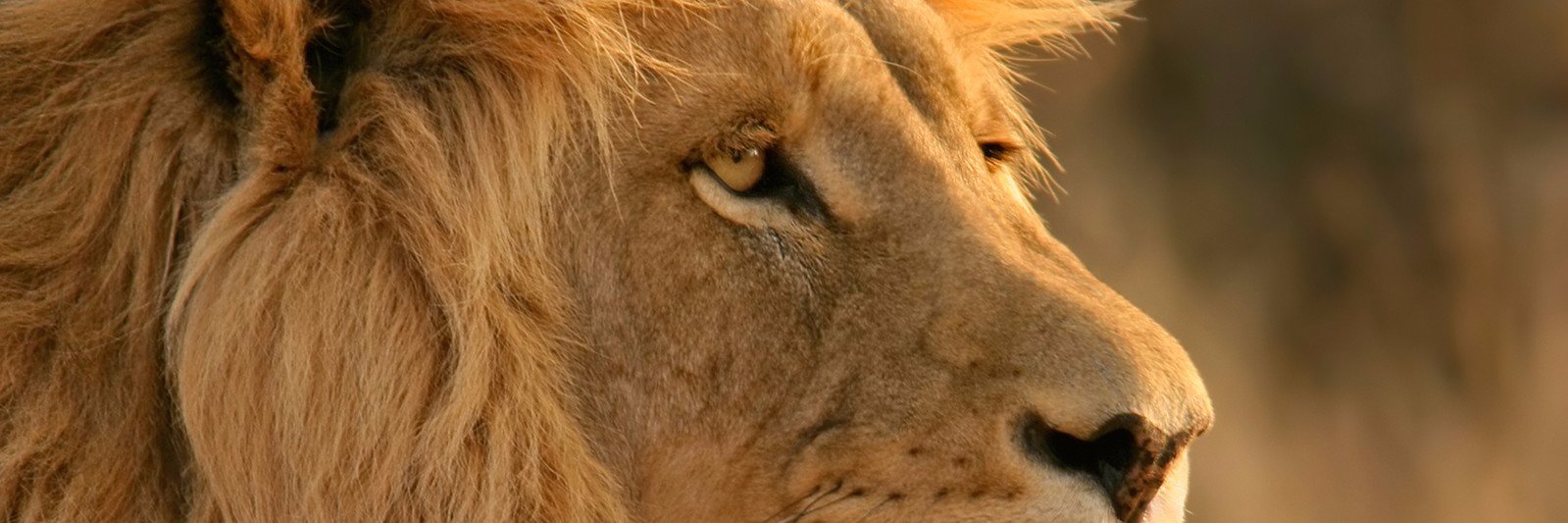 MarkJamesLowe's profile banner image
