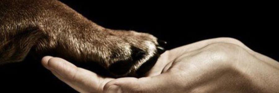 ProtectoraDoggy's profile banner image