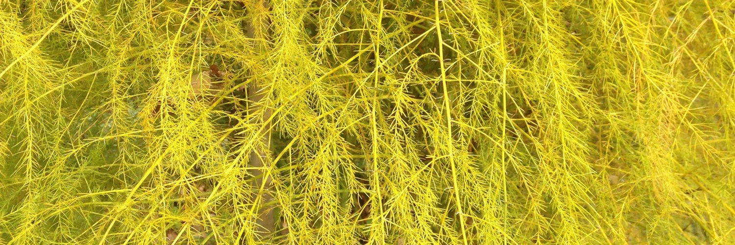 David Bradley banner