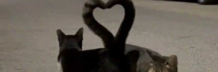 _truechainz's profile banner image