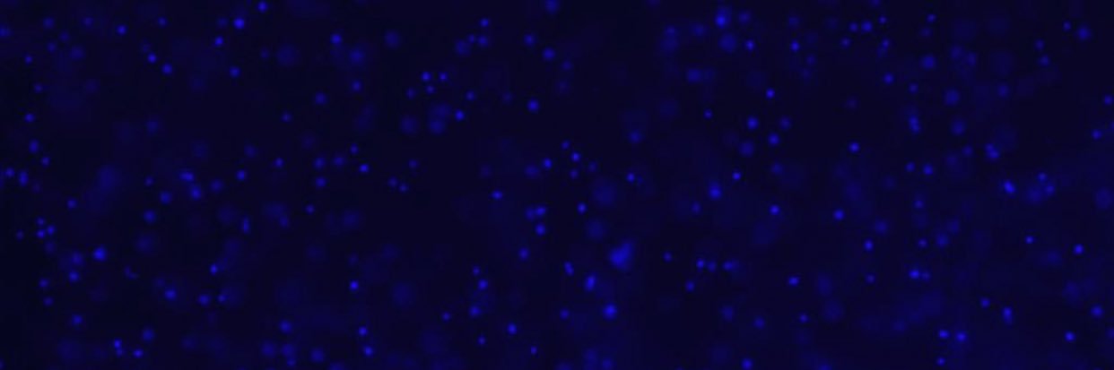 Tara Bartolec's banner