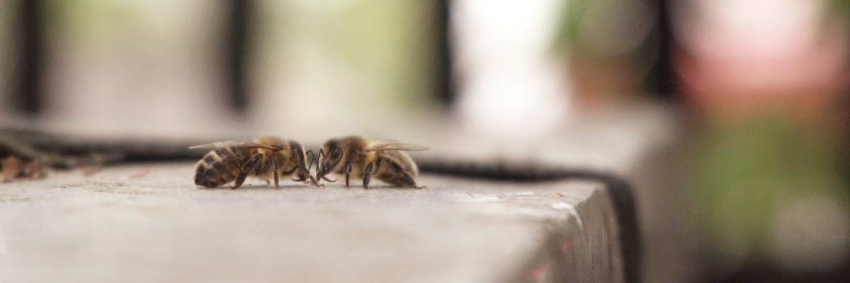 Katherine Foyle banner