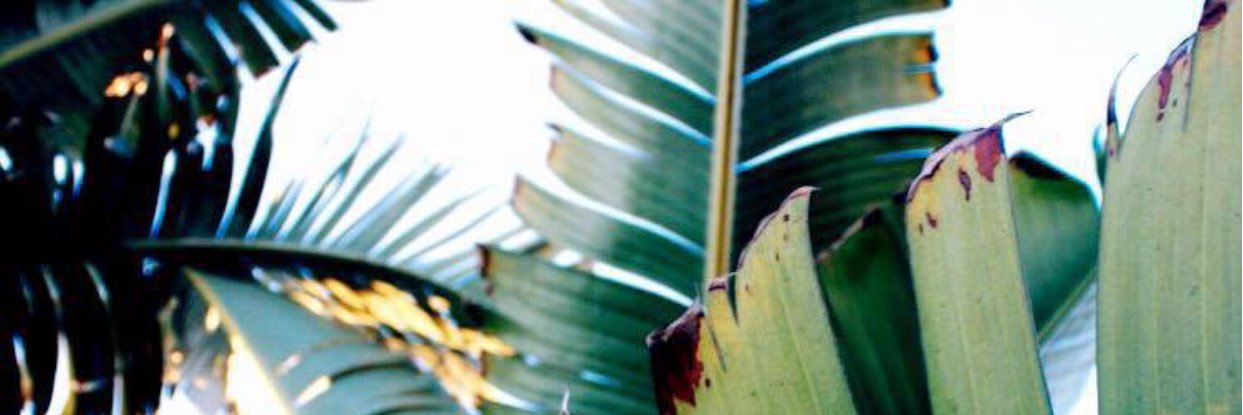 helllyoh's profile banner image