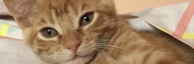 esteeeela__'s profile banner image