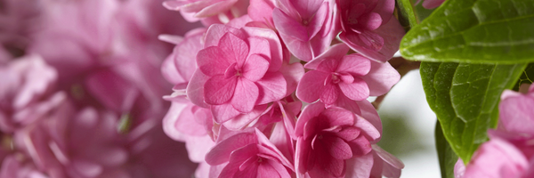 ForeverPlants Profile Banner