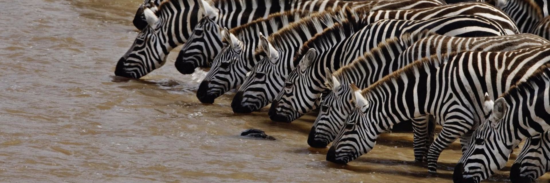 zebrafiband's profile banner image