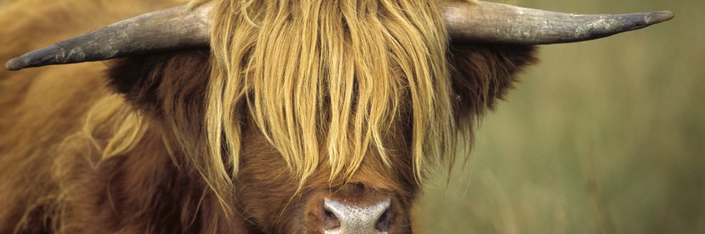 tracyw100's profile banner image