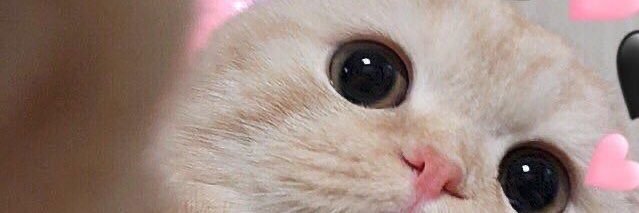 MemewDiaryy🔖 ₍ᐢ. ̫ .ᐢ₎ banner