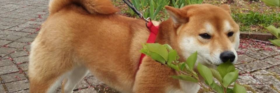 Shibakinako's profile banner image