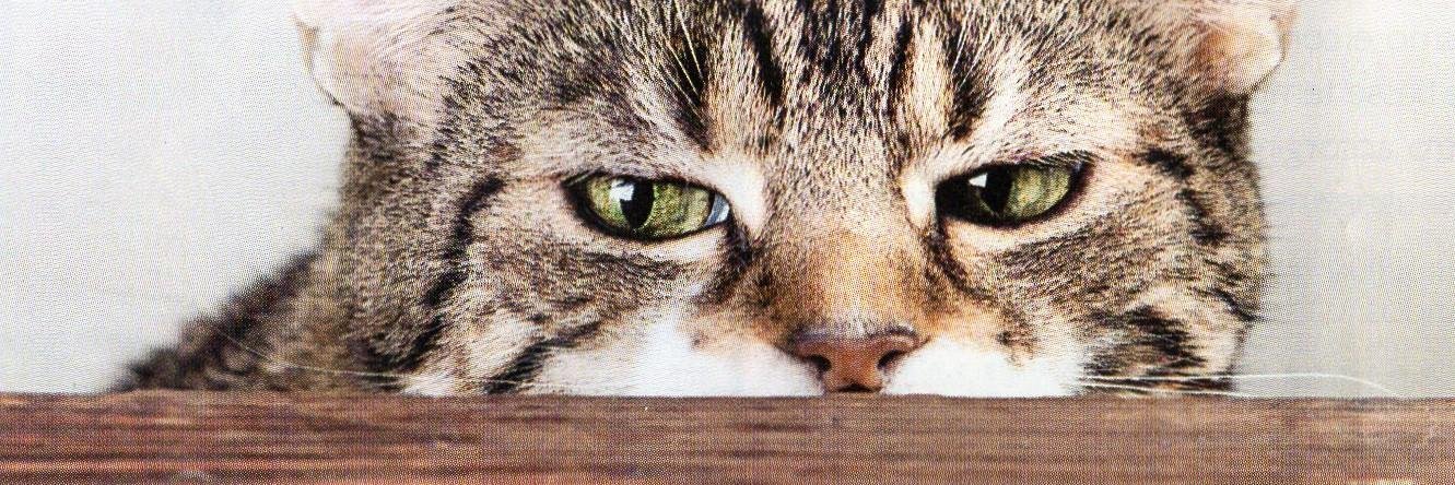 almanera's profile banner image